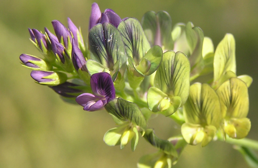 Alfalfa (Medicago sativa): a chlorophyll concentrate